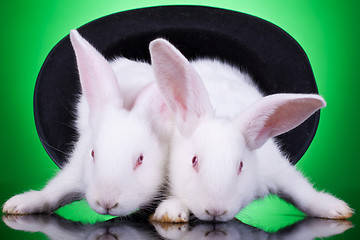 Image showing evil bunnies in a hat