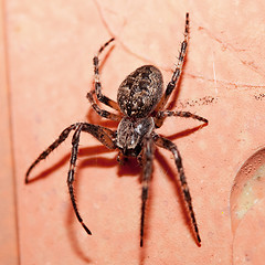 Image showing Garden Spider 