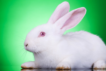 Image showing white baby bunny 