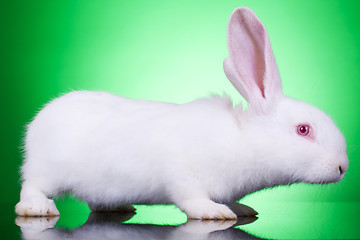 Image showing white baby bunny 