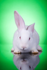 Image showing white baby bunny