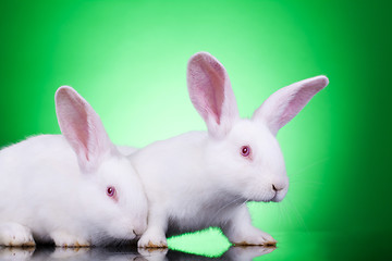 Image showing curious bunnies 