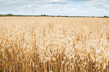 Image showing Field of a ripening oats