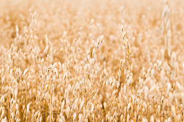 Image showing Field of a ripening oats