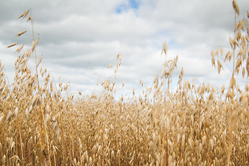 Image showing Field of a ripening oats