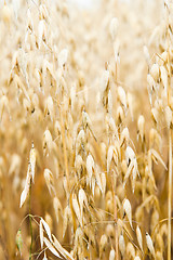 Image showing Field of a ripening oats