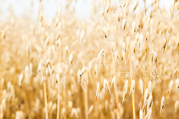 Image showing Field of a ripening oats