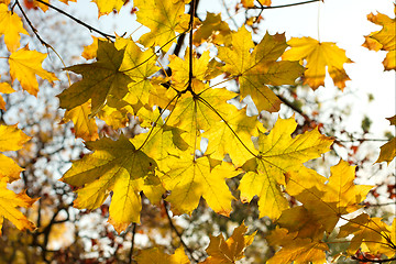 Image showing Leaves