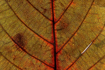 Image showing Autumn leaf texture