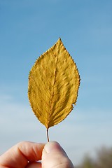 Image showing Autumn Leaf