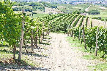 Image showing Italy - Piedmont region. Barbera vineyard