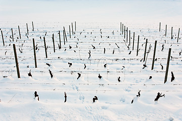 Image showing Tuscany: wineyard in winter