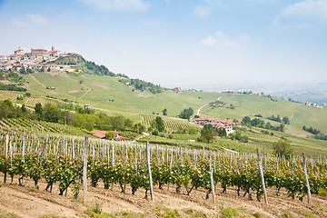 Image showing Tuscany vineyard