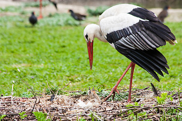 Image showing Mother stork feeding its youngs