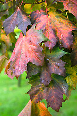 Image showing Colorful leaves maple in autumn, close-up 