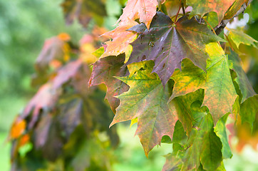 Image showing Colorful leaves maple in autumn, close-up 