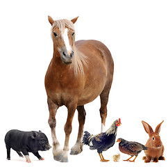 Image showing farm animals