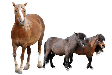 Image showing horse and ponies
