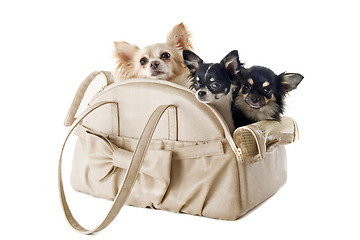 Image showing travel bag and chihuahuas
