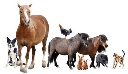 Image showing farm animals