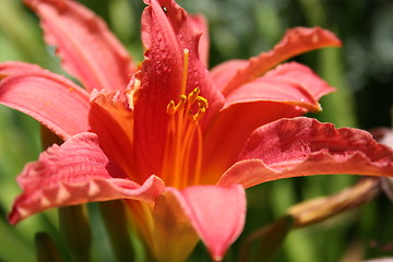 Image showing Lily