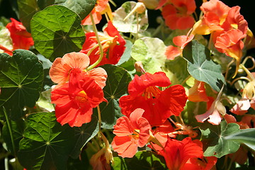 Image showing Nasturtium