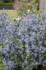 Image showing Thistle flowers with bees