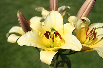 Image showing Beautiful Lily