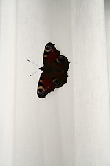 Image showing Peacock butterfly