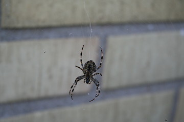 Image showing Spider