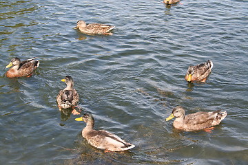 Image showing Swedish pond with Ducks