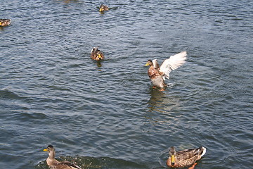 Image showing Ducks in pond