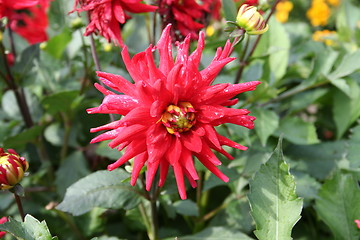 Image showing Cactus Dahlia