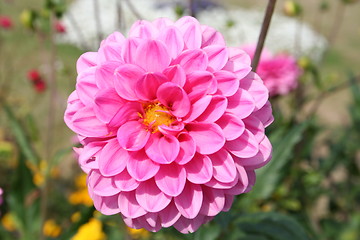 Image showing Pink Dahlia