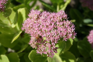 Image showing Sedum flowers with bee