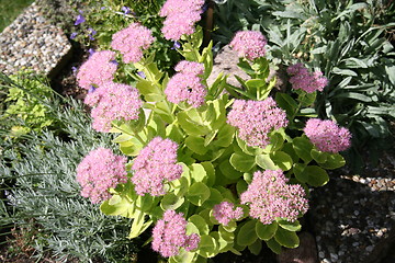 Image showing Sedum 