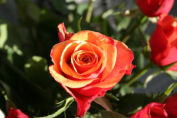 Image showing Close up of beautiful Rose