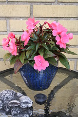 Image showing Potted plant with pink flowers