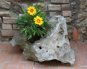 Image showing flower and stone