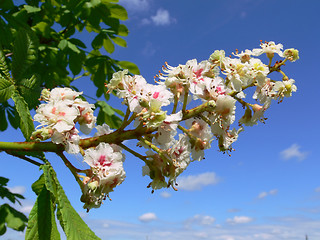 Image showing Aesculus hippocastanum