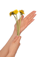 Image showing yellow dandelions