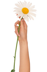 Image showing big white daisy