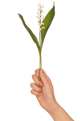 Image showing lily of the valley