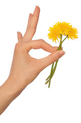 Image showing yellow dandelions