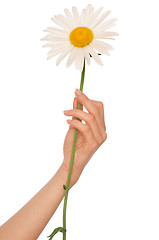 Image showing big white daisy