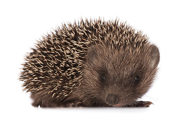 Image showing hedgehog