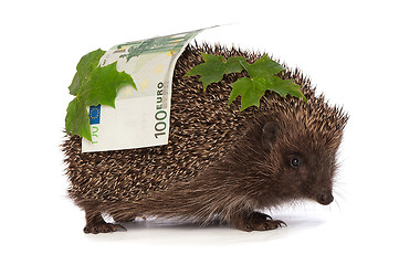 Image showing hedgehog with euro profit