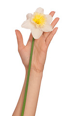 Image showing white narcissus