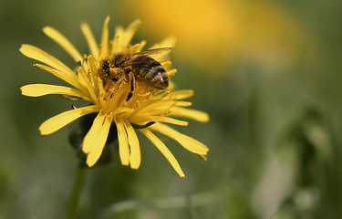 Image showing The bee