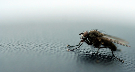 Image showing Fly